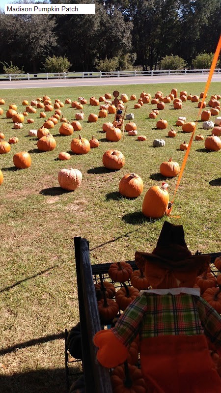 Madison Pumpkin Patch