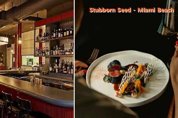 Stubborn Seed - Miami Beach