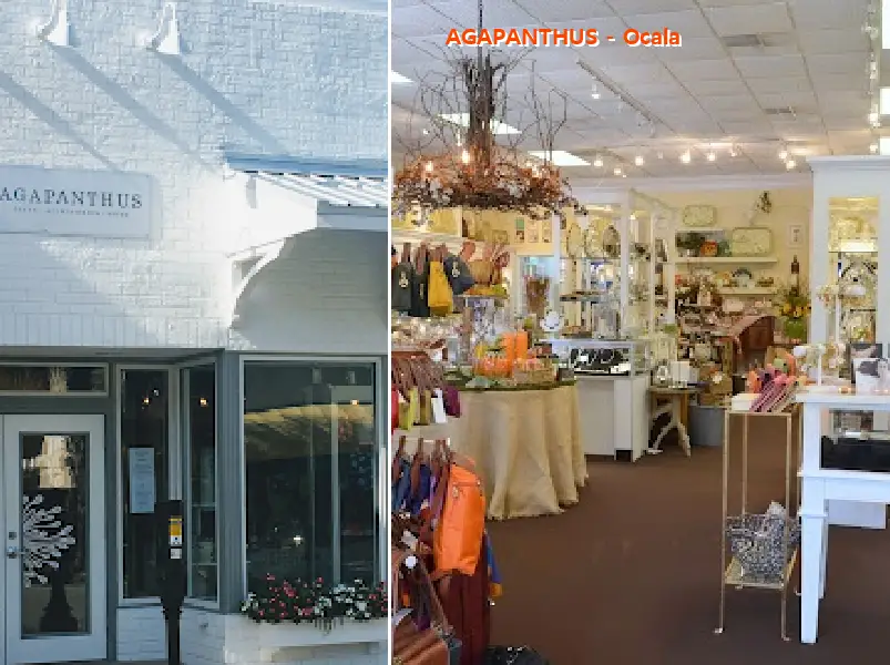 AGAPANTHUS - Ocala