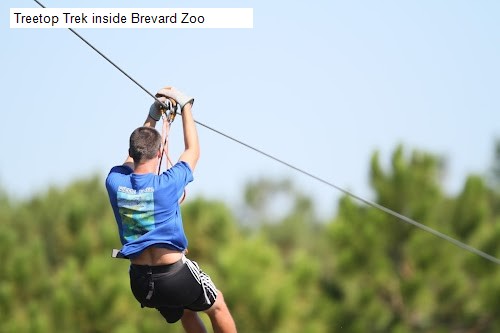 Treetop Trek inside Brevard Zoo